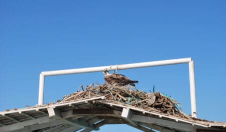 Ils ont élu domicile sur ce célèbre pont de New-York