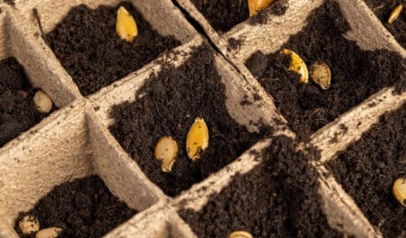 Plus de 100 000 semences arrivent à la "banque de graines pour l'Apocalypse" : faut-il s'inquiéter ?