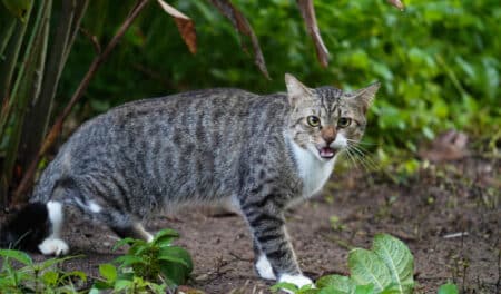 Polémique en Nouvelle-Zélande : des enfants invités à tuer… des chats sauvages !