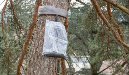 Les sacs plastiques accrochés aux arbres cachent quelque chose de surprenant