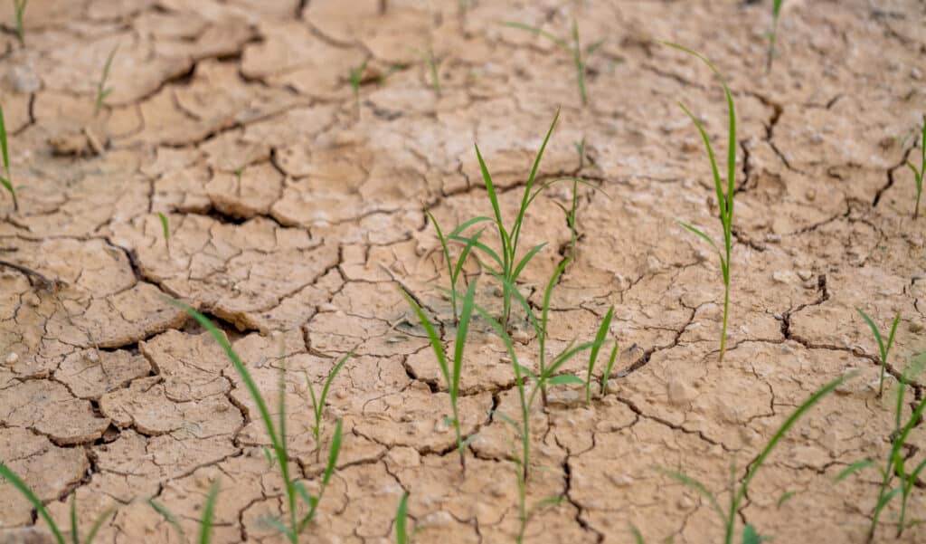 Ce lac géant s’est évaporé… et ce qu’il laisse derrière est un cauchemar toxique