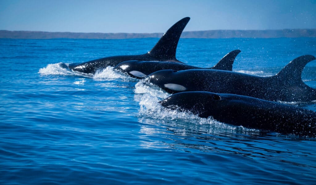 Ils ne surviveront plus jamais hors de l'eau