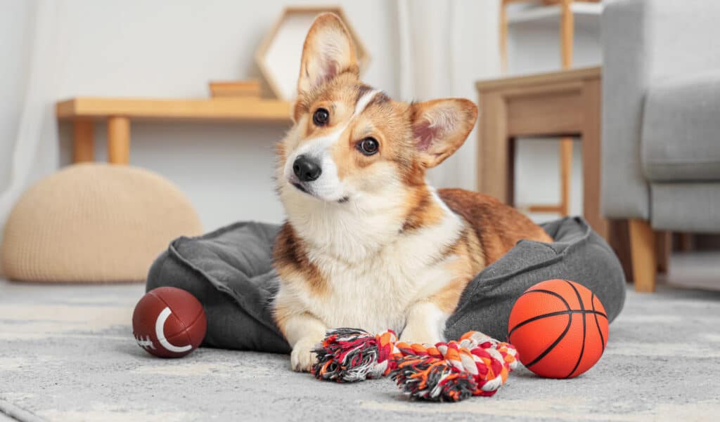 Votre animal est-il en train de détruire la planète sans que vous le sachiez ?