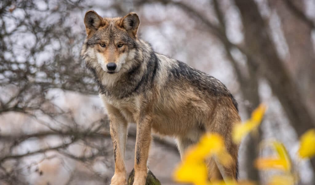 Fin de la protection totale du loup : la décision qui choque les défenseurs des animaux