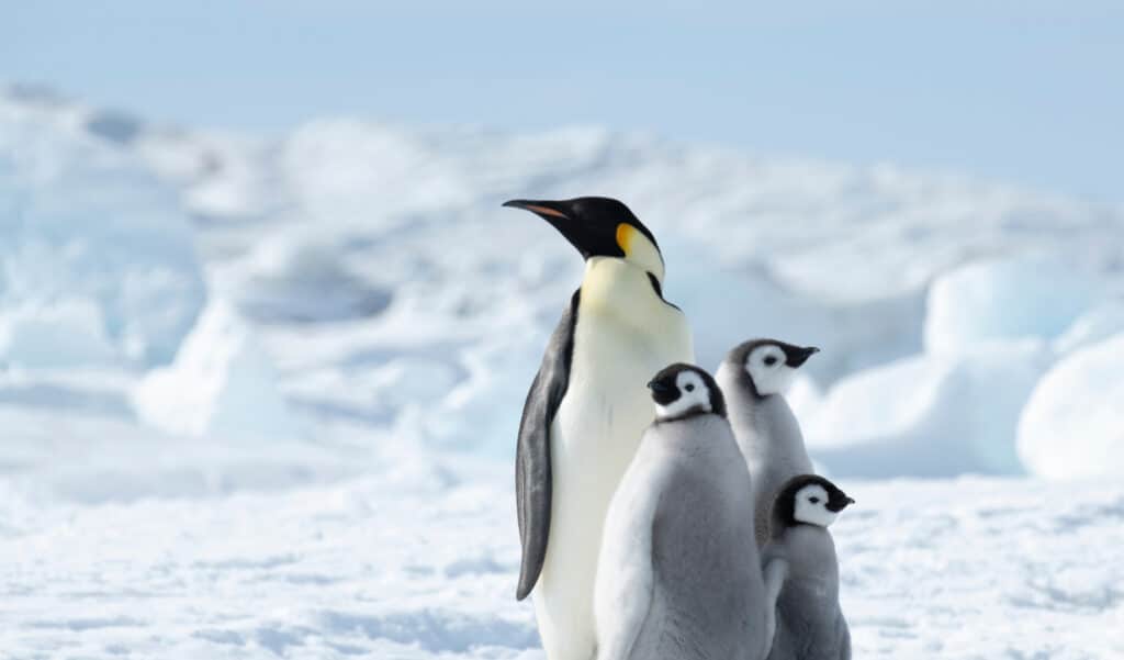 Réchauffement climatique : les manchos pourrait nous sauver en faisant ça ...