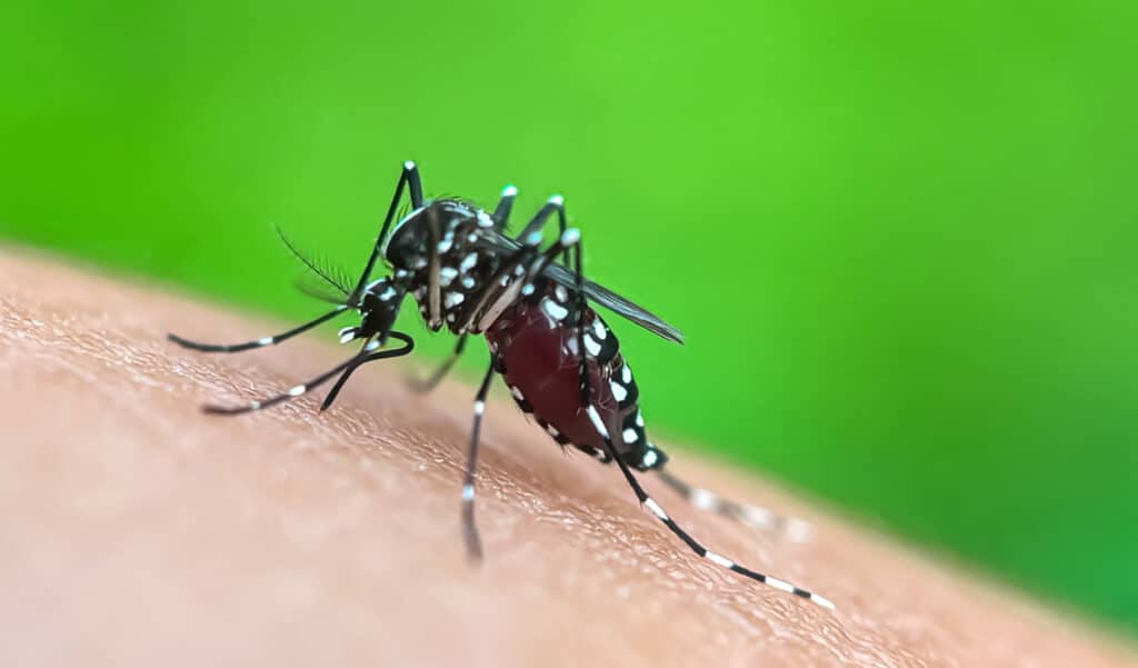 Dengue, chikungunya : le moustique tigre s’installe… et il ne vient pas seul