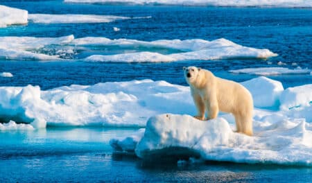 Scène glaçante dans l’Arctique : les ours polaires ne trouvent plus rien à manger