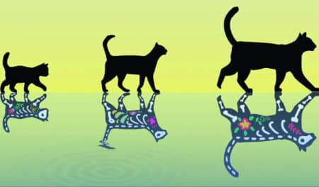 Inimaginable : le chat de Schrödinger « réchauffé » sans mourir