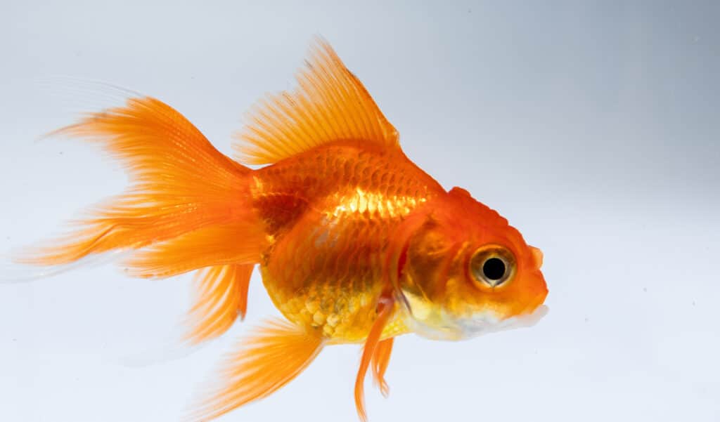 Privés d’oxygène, ces poissons fabriquent... de l'alcool