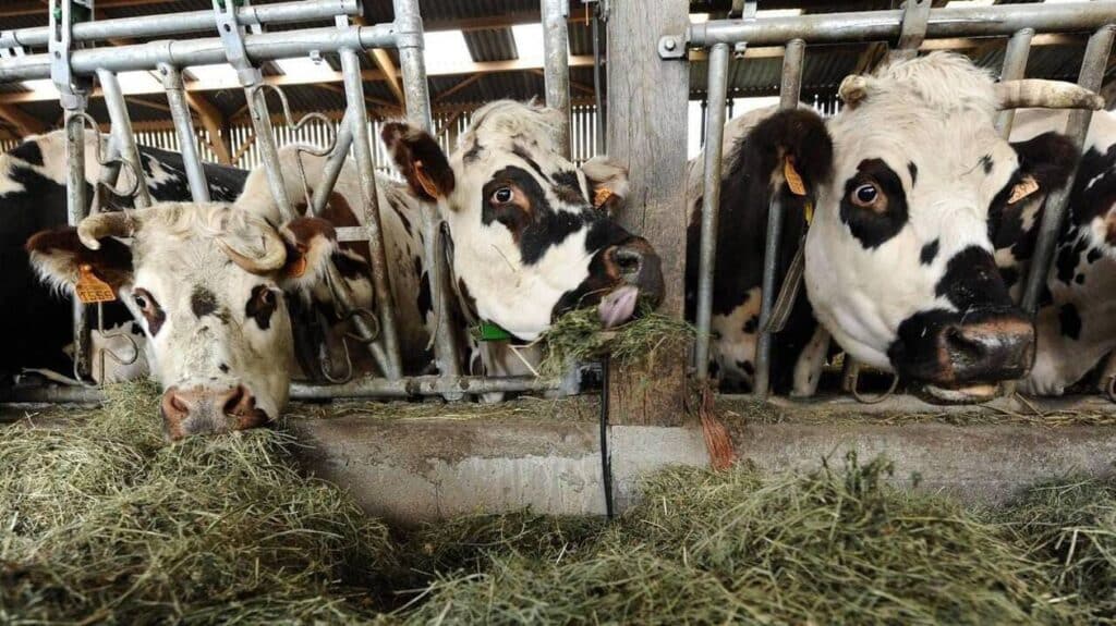 Allez-vous continuer de manger du fromage en sachant ça ?