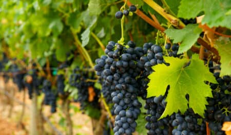 Réchauffement climatique : le vin d’hier n’existe plus