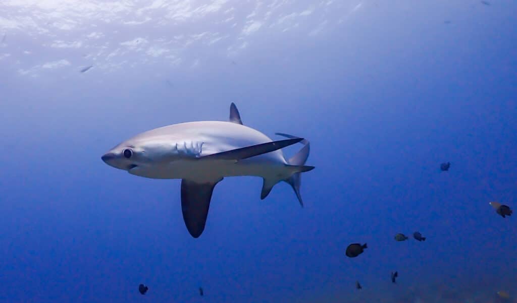Panique en mer : un requin-taupe repéré au large de cette région française !