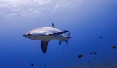 Panique en mer : un requin-taupe repéré au large de cette région française !