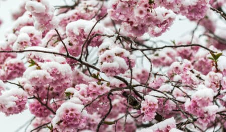 Saints de Glaces 2025 : les 3 jours les plus redoutés par les jardiniers approchent