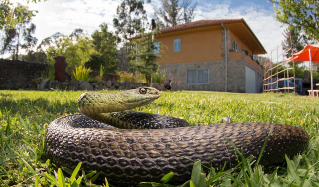 Ce simple indice dans votre jardin pourrait annoncer la présence d'un serpent