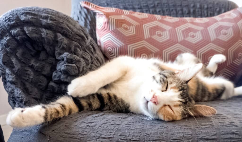 Des chercheurs ont enfin trouvés la technique pour communiquer avec les chats