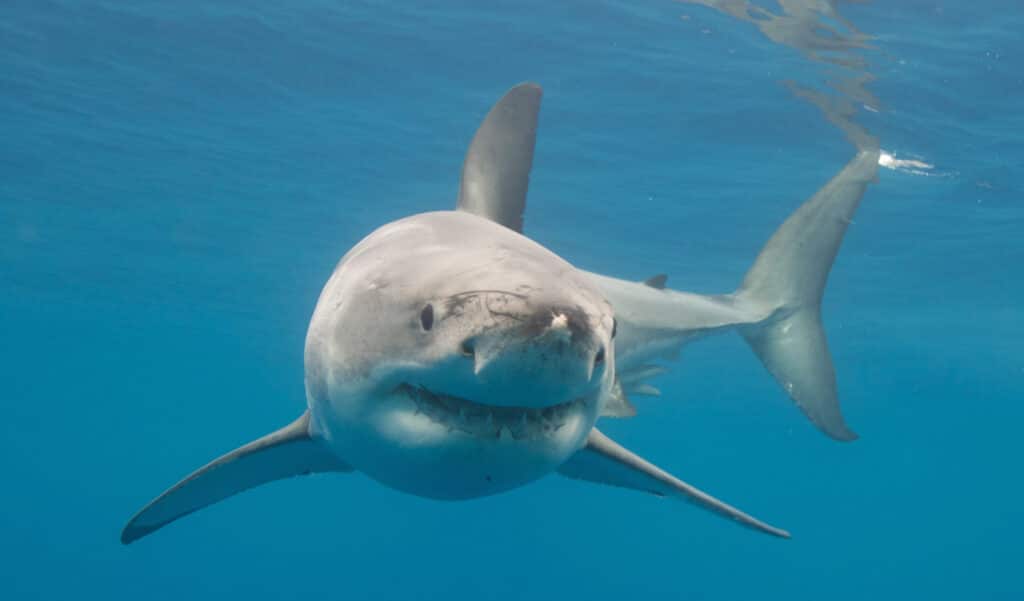 Le plus grand requin blanc se rapproche dangereusement des côtes touristiques
