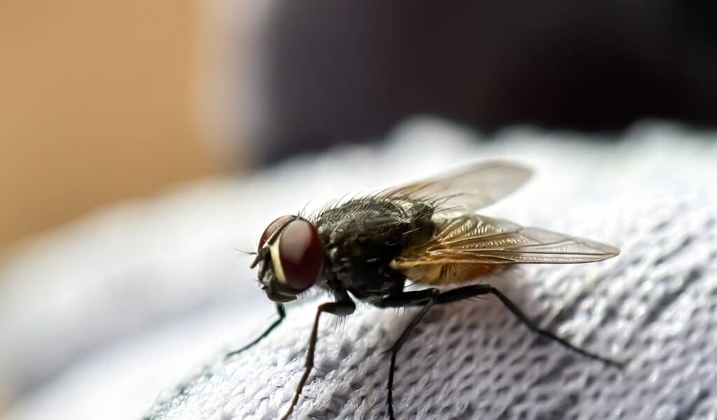 Avec cette astuce, vous serez définitivement débarrassé des mouches cet été
