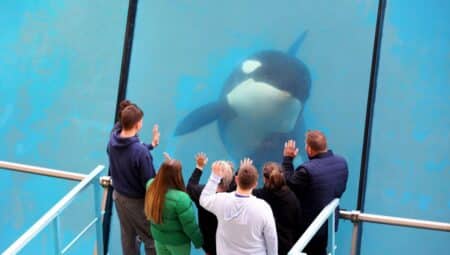 Marineland : les orques et les dauphins tristement bloqués à Antibes
