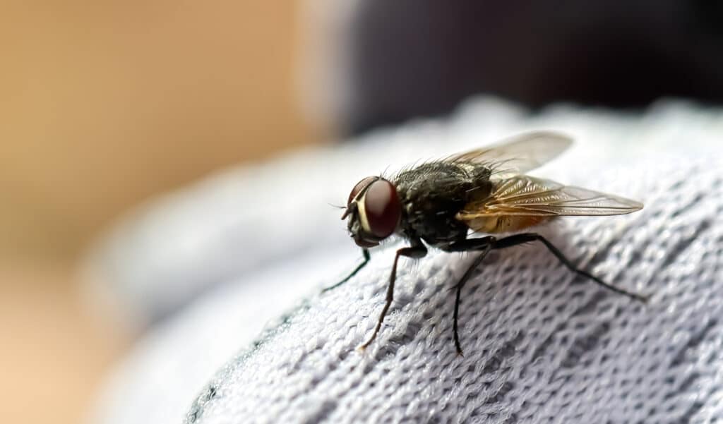 Insolite : ils ont rendu ces mouches accro à la cocaïne