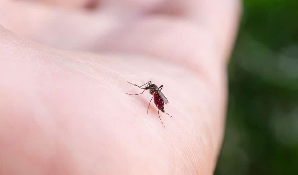 Avec cette astuce, vous serez définitivement débarrassé des moustiques cet été