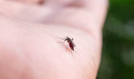 Avec cette astuce, vous serez définitivement débarrassé des moustiques cet été