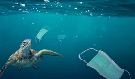 "C'est très décevant" : les nouvelles mesures pour la protection des océans n'ont pas convaincu Greenpeace