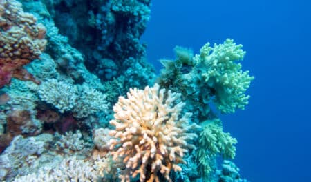 84 % des récifs atteints : le désastre écologique que l’humanité préfère ignorer
