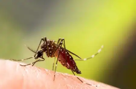 Ce laser chinois révolutionnaire peut tuer 30 moustiques par seconde