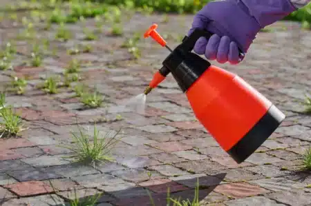 Ce désherbant naturel fait un carnage dans les jardins… et ce n’est pas du vinaigre blanc !