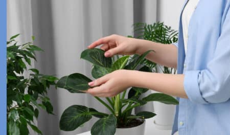 Tout le monde la jette sans savoir qu'elle peut être très utile pour vos plantes