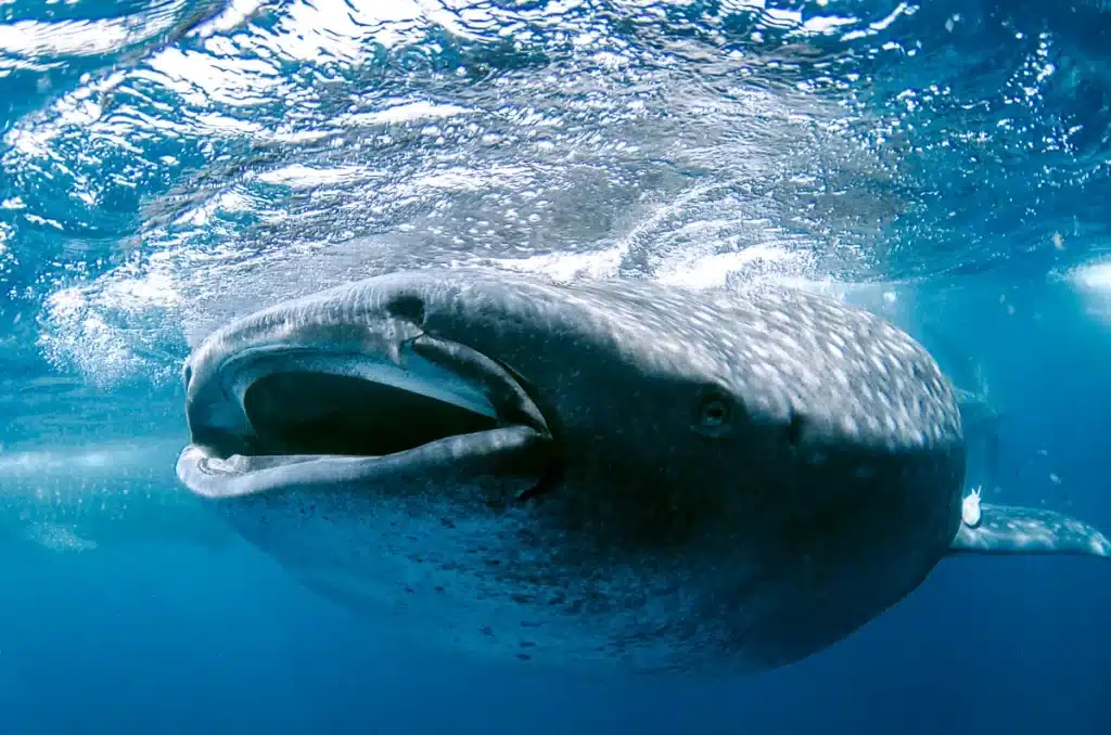 La face obscure des éoliennes offshore : un désastre silencieux pour les animaux marins ?