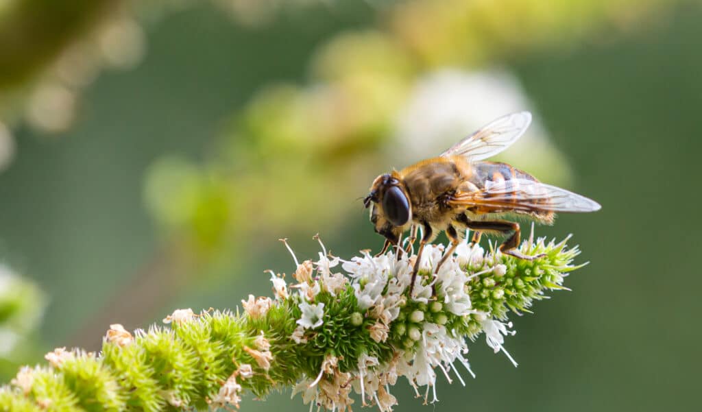 Loi Duplomb : la France fait encore un pas en arrière avec le retour d'un pesticide
