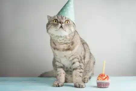 Ce chat buvait du vin rouge tous les soirs… Il a vécu plus de 30 ans !