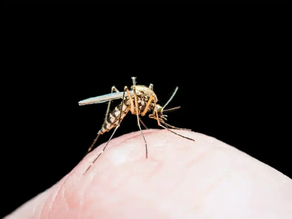 Tous les anti-moustiques ne servent à rien… sauf un, validé par la science