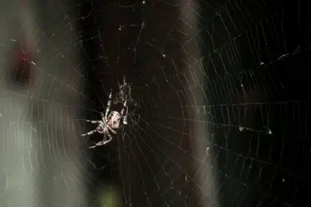 Ces deux araignées ont été envoyées dans l’espace… leur comportement a stupéfié les scientifiques