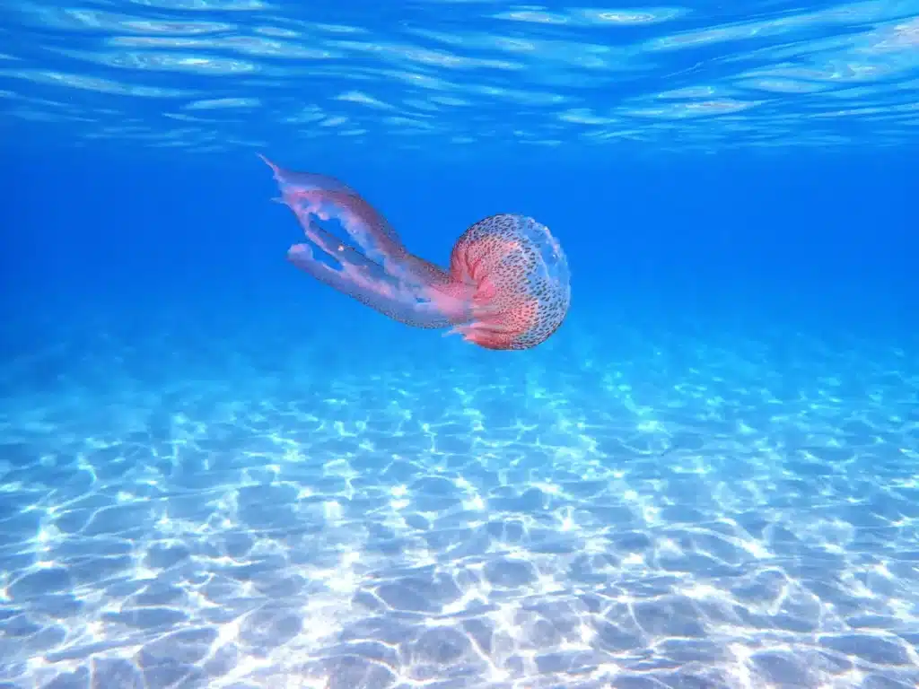 Baignade interdite ? La vérité inquiétante derrière l’invasion des méduses