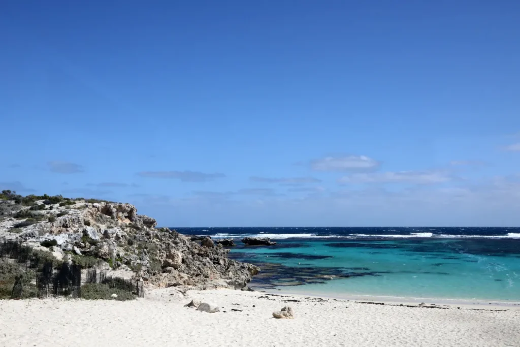 Quelle est cette étrange créature retrouvée sur une plage de Tasmanie ?
