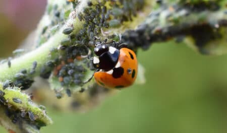 Avec cette astuce, vous vous débarrasserez définitivement des pucerons dans votre jardin