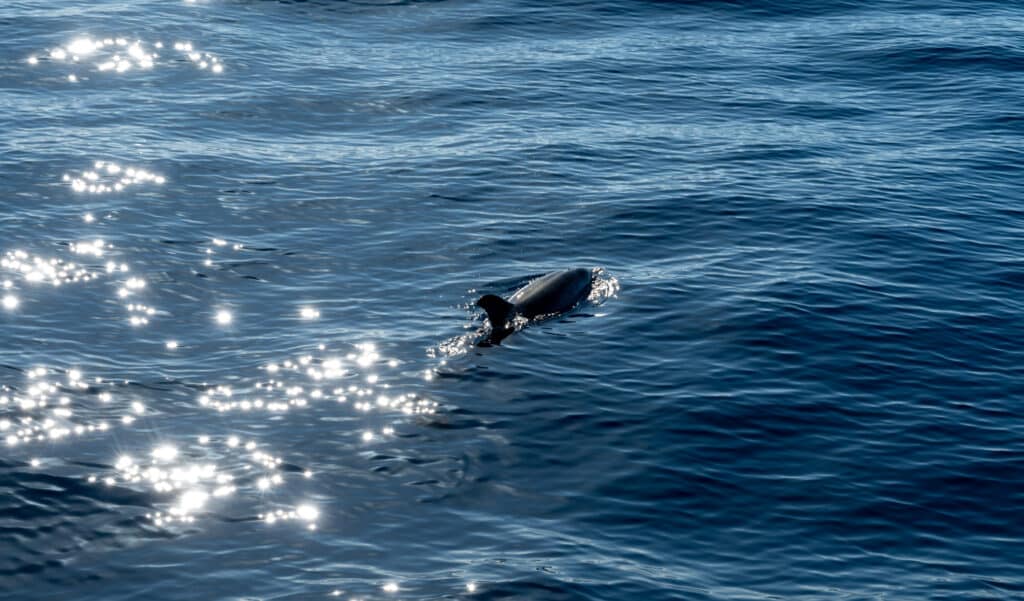 Ce dauphin rend visite aux touristes sur les plages bretonnes