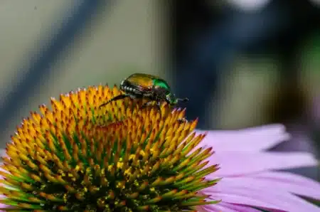 Scarabée japonais : cet insecte parmi les plus dangereux au monde vient d'arriver en France