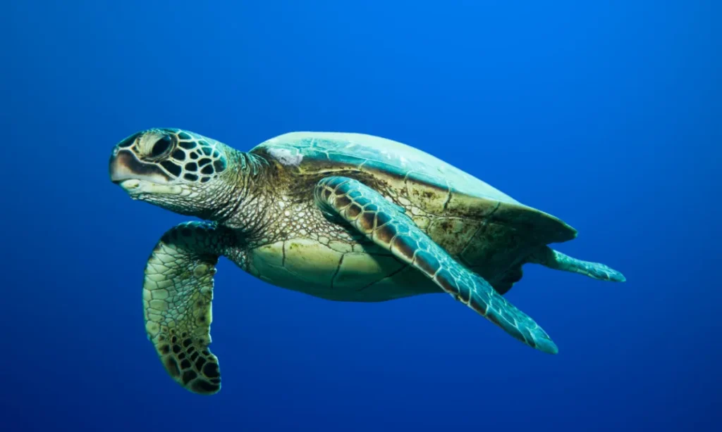 Urgence écologique : les tortues de mer sont en danger