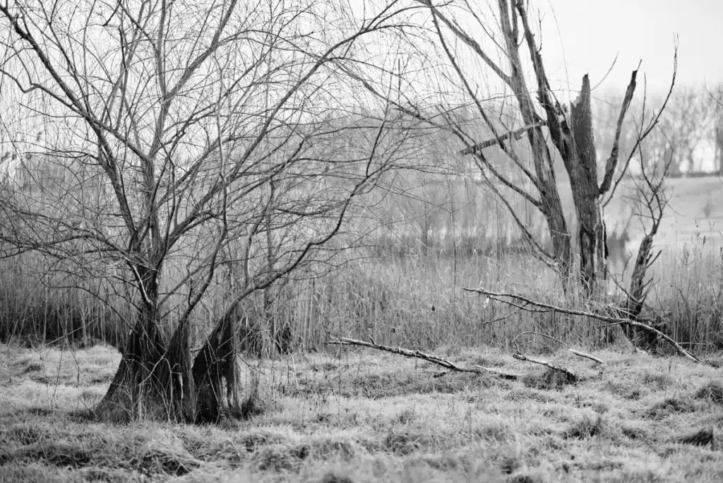L'énigme de la Toungouska : une explosion cosmique qui défie les explications
