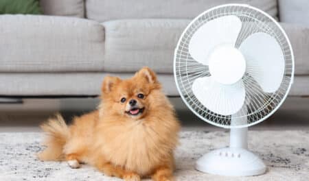 Comment protéger vos animaux de compagnie pendant la canicule