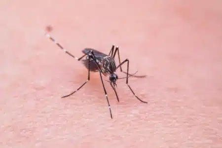 Ce fruit adoré de tous ferait de vous la proie préférée des moustiques