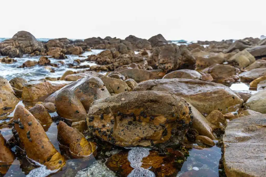 Découverte glaçante : un cimetière de géants marins refait surface en Sibérie