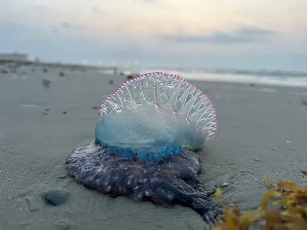 Panique sur le littoral : ces créatures marines mortelles forcent la fermeture de plages entières
