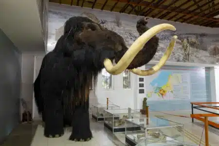 Ils veulent faire revivre le mammouth… mais ce qu’ils ont créé dépasse l’imaginable