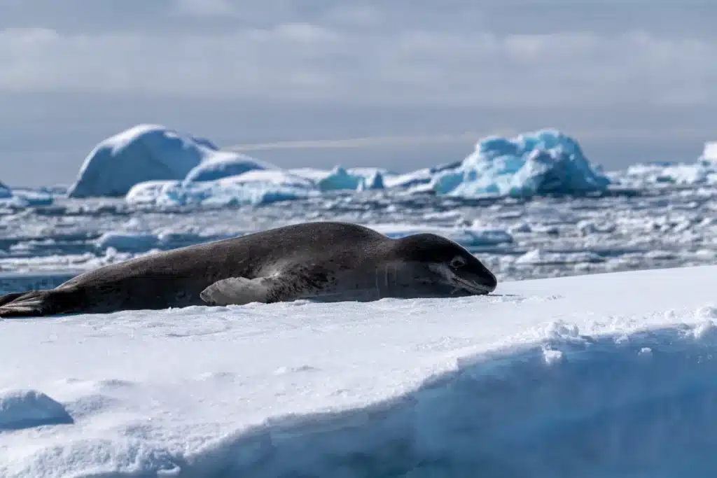 La banquise se vide : mais où ont bien pu passer les phoques à capuchon ?
