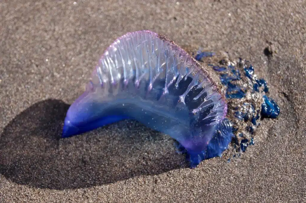Ces créatures marines aux tentacules géants forcent la fermeture des plages : faut-il s’inquiéter ?